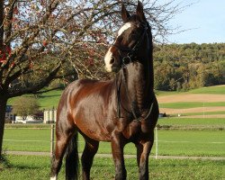 Springpferd Clementinus (Hannoveraner, 2004, von Cranach)