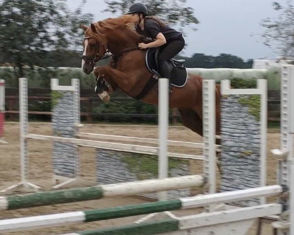 Springpferd Milky Way (Deutsches Reitpony, 2017, von The Braes My Mobility)