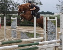 Springpferd Milky Way (Deutsches Reitpony, 2017, von The Braes My Mobility)