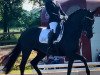 dressage horse Rose of Finest (Oldenburg, 2015, from Finest)