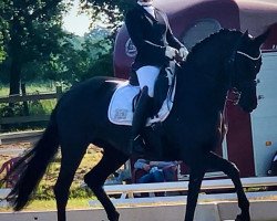 dressage horse Rose of Finest (Oldenburg, 2015, from Finest)