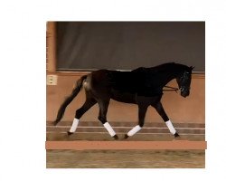 dressage horse Salizuan (Oldenburg, 2017, from Sezuan)