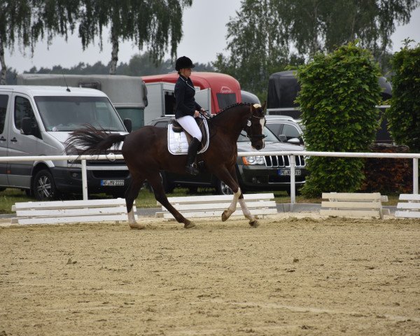 horse Ferrero Chocolate (German Riding Pony, 2011, from Flash Dancer xx)