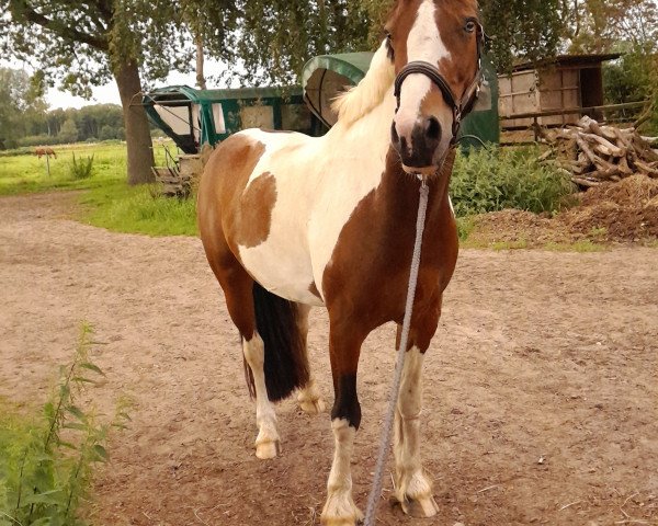 dressage horse Danny Boy (Pinto / Small Riding Horse, 2015)