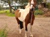 dressage horse Danny Boy (Pinto / Small Riding Horse, 2015)