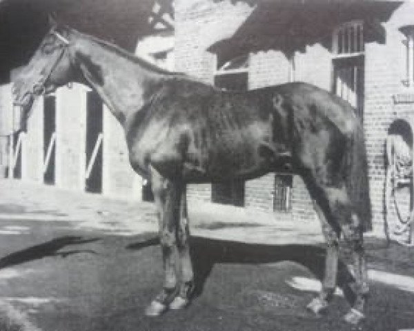 stallion Djel xx (Thoroughbred, 1961, from Nosca xx)