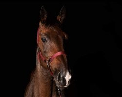 Springpferd A Spring Girl CH (Schweizer Warmblut, 2011)