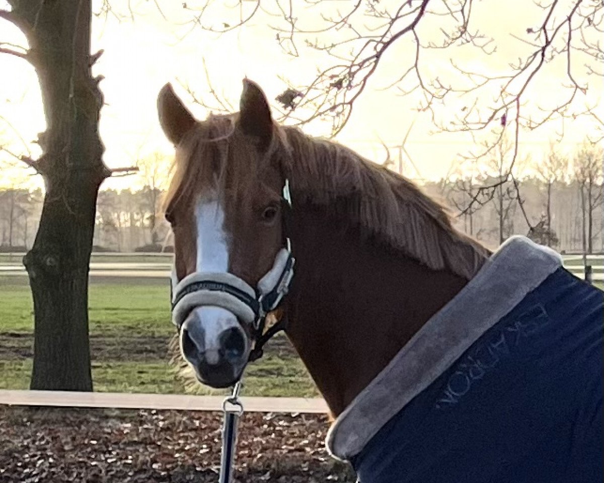 Dressurpferd Lake Placid 32 (Deutsches Reitpony, 2006, von Lucky Strike)