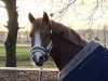 dressage horse Lake Placid 32 (German Riding Pony, 2006, from Lucky Strike)