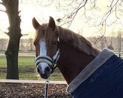 dressage horse Lake Placid 32 (German Riding Pony, 2006, from Lucky Strike)