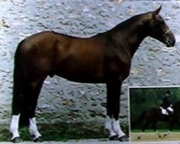 stallion Veto de Vauptain (Selle Français, 1987, from Elf III)