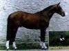 stallion Veto de Vauptain (Selle Français, 1987, from Elf III)