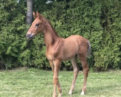 dressage horse Milano (Oldenburg, 2019, from Maracana)