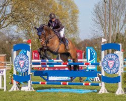 jumper Querbert (Holsteiner, 2012, from Quidam de Revel)