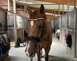 dressage horse Lana W 3 (Westphalian, 2019, from Le Vivaldi)