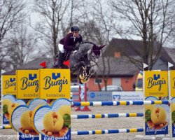 jumper Valetta des Fontaines (KWPN (Royal Dutch Sporthorse), 2014, from Verdi)