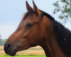 dressage horse Timerider (Trakehner, 2021, from Saint Cyr)