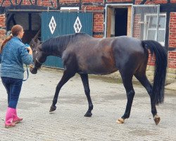 dressage horse Bless Yb (Westphalian, 2012, from Blickpunkt 3)