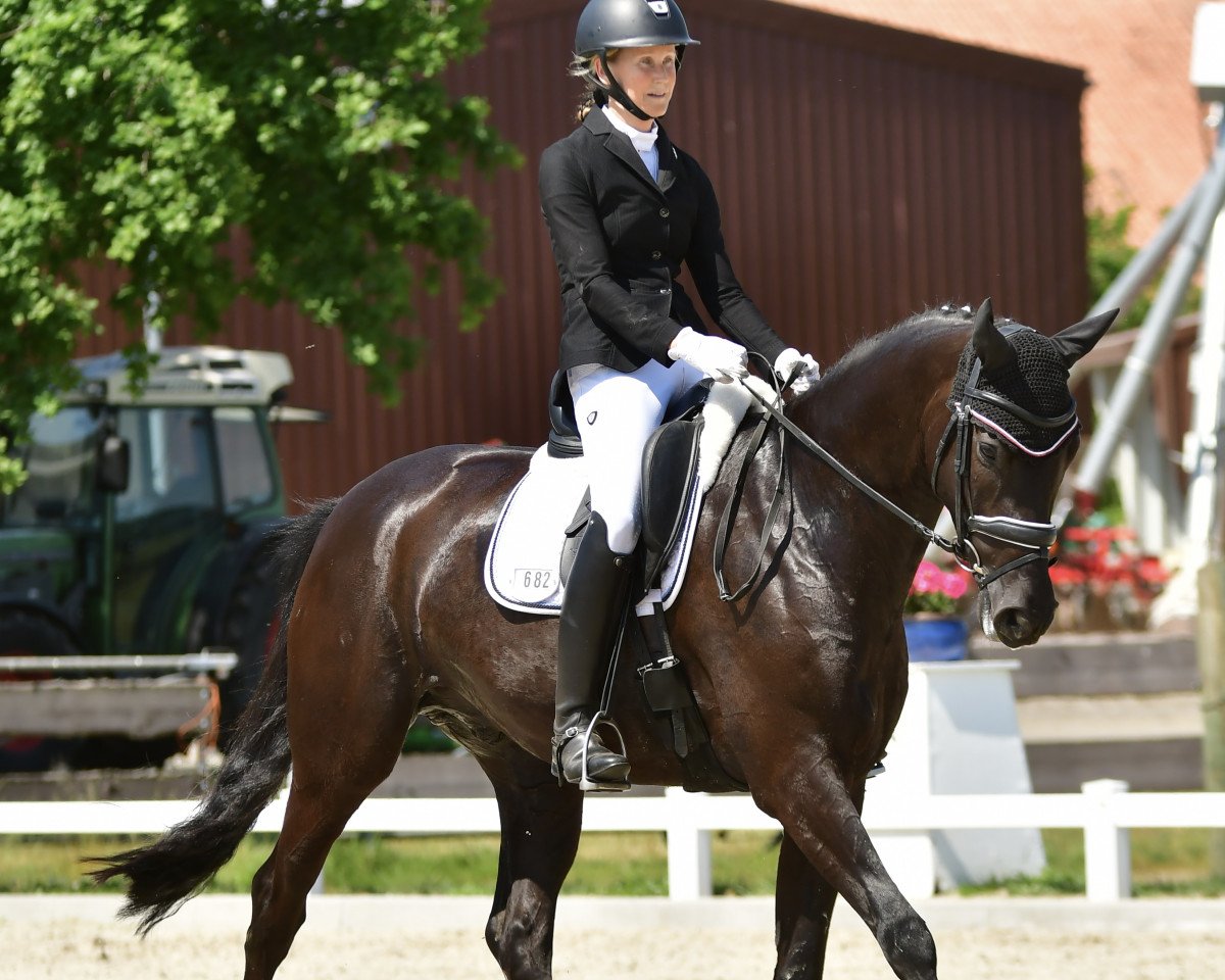 dressage horse Man On The Moon 3 (Oldenburg, 2018, from DSP Meridian)