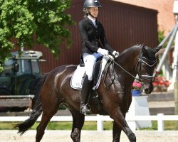 dressage horse Man On The Moon 3 (Oldenburg, 2018, from DSP Meridian)