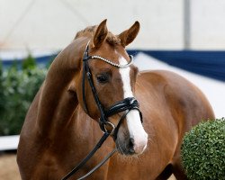 dressage horse Directors Cut AT (German Riding Pony, 2019, from Dreidimensional AT NRW)