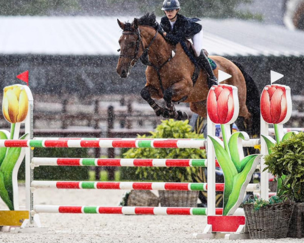 Springpferd Indiana D'Ayrifagne (Belgium Sporthorse, 2014, von Orlando van de Heffinck)