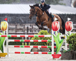 jumper Indiana D'Ayrifagne (Belgium Sporthorse, 2014, from Orlando van de Heffinck)