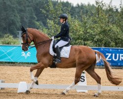 dressage horse Firmino (German Sport Horse, 2016, from Foundation 2)