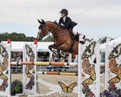 jumper Guinot Di Nocciola (KWPN (Royal Dutch Sporthorse), 2011, from Vigo d'Arsouilles)