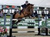 jumper Faith (KWPN (Royal Dutch Sporthorse), 2010, from Breitling LS)