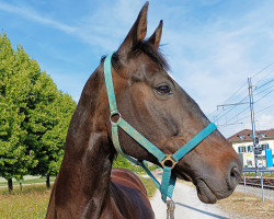 Springpferd Bien Vite (Belgium Sporthorse, 2007, von Canadian River)