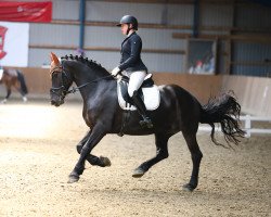 dressage horse Herr Sando (Friese, 2010, from Tietse 428)