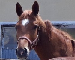 Pferd Parthenope (Trakehner, 2022, von Luecke)