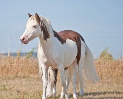 Pferd Picasso (Deutsches Classic Pony, 2017, von Wallstreet Heads Up Phantom)