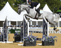 Pferd Asena (Anglo Europäisches Sportpferd, 2015, von Corland)