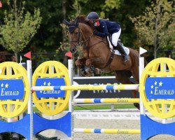 jumper Caruso D'Eres Z (Zangersheide riding horse, 2009, from Calvaro Z)