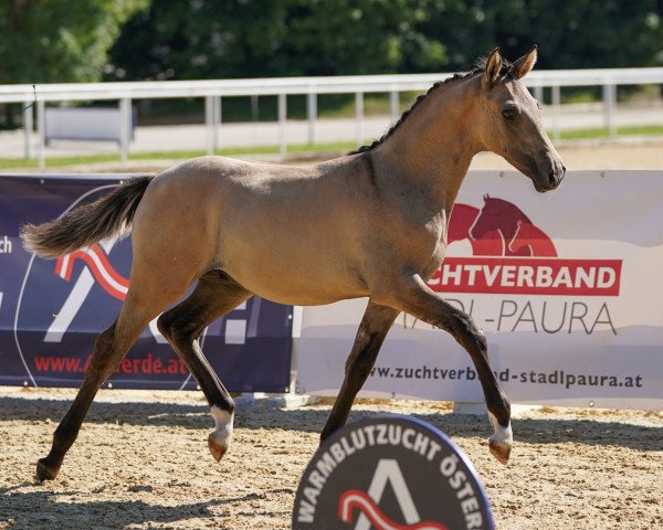 dressage horse Don Delux ANW (Austrian Reitpony, 2023, from Don Papa WE)