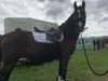 broodmare Money Penny 14 (German Riding Pony, 2008, from Montender)