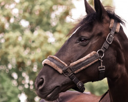 dressage horse Silberfee (Rheinländer, 2012, from Sandro Hit)