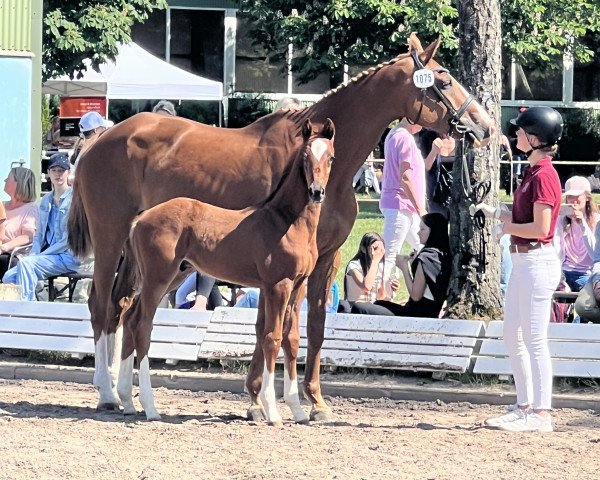 Springpferd Carl (Holsteiner, 2023, von Chezarro)