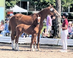 Springpferd Carl (Holsteiner, 2023, von Chezarro)