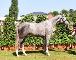 broodmare Merni (Holsteiner, 2019, from Lewine 3)