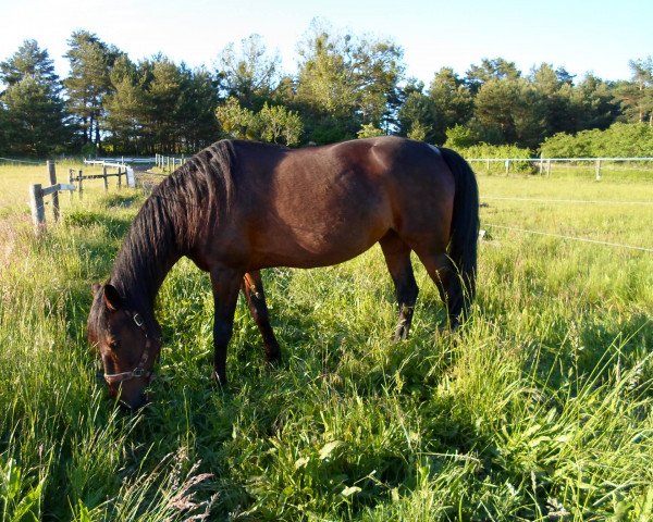 broodmare Bellissima (Traber, 1997, from Dylan Lobell JA-485 (US))