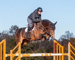 jumper Pepper Vincent (Oldenburg show jumper, 2015, from Vivant)