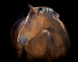 horse Jazz Dancer 5 (Hanoverian, 2010, from Jazz Time)