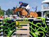 Springpferd Kalinka van't Zorgvliet (Belgisches Warmblut, 2010, von Thunder van de Zuuthoeve)