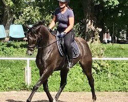 horse Faira STEF AML (Mecklenburg, 2020, from Fontainebleau)