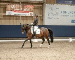 dressage horse Numerus Clausus 5 (Holsteiner, 2013, from Numero Uno)