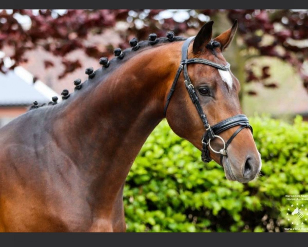 Springpferd Okido Ts (KWPN (Niederländisches Warmblut), 2019, von Eldorado van de Zeshoek)