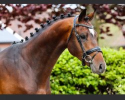 jumper Okido Ts (KWPN (Royal Dutch Sporthorse), 2019, from Eldorado vd Zeshoek Tn)